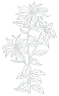 Christmas flower poinsettia press letterpress by ldrs
