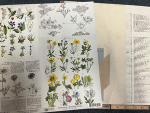 Pressed petals curators botanical by 49 and market